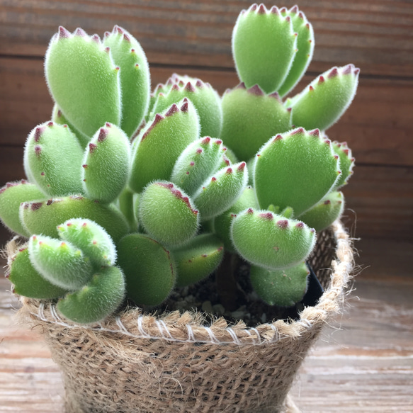 熊童子♡熊の手♡多肉植物♡可愛い 6枚目の画像