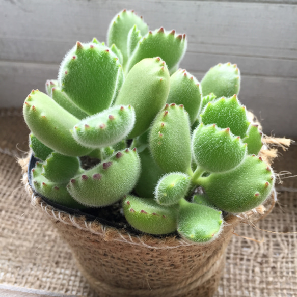 熊童子♡熊の手♡多肉植物♡可愛い 7枚目の画像