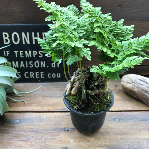 八重シノブ♡盆栽♡癒しの森♡観葉植物♡山野草 アートフラワー パリ