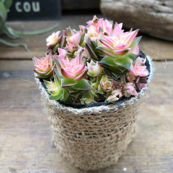 茜の塔錦♡レア品種♡斑入り♡アカネノトウニシキ♡多肉植物♡ アート