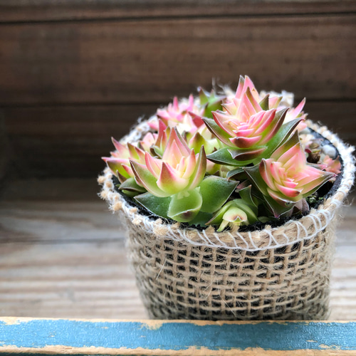 茜の塔錦♡レア品種♡斑入り♡アカネノトウニシキ♡多肉植物♡ アート
