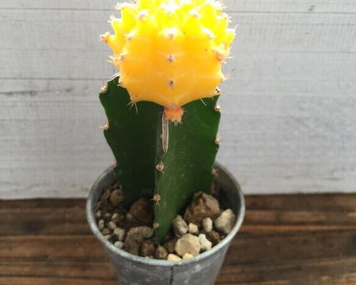 1_4f1a1da82670b7d1a28eccc4b606