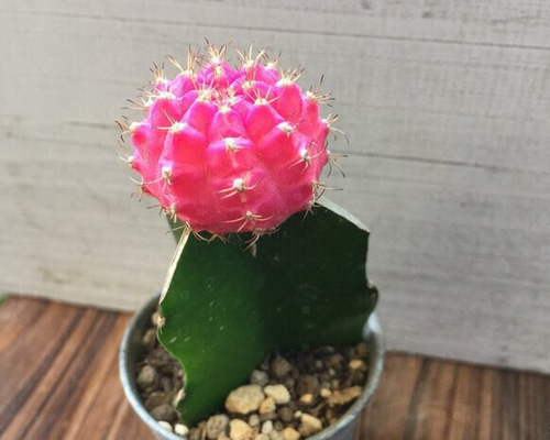 多肉植物　花サボテン　☆☆淡いオレンジ×ピンク 多肉植物 花サボテン 淡いオレンジ×ピンク