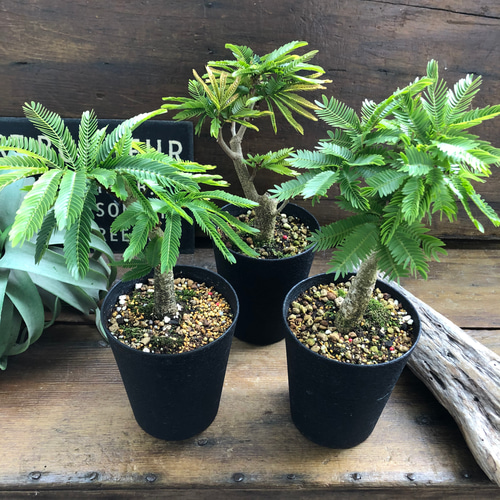 立派♡エバーフレッシュ木立♡観葉植物♡インテリア リース パリ