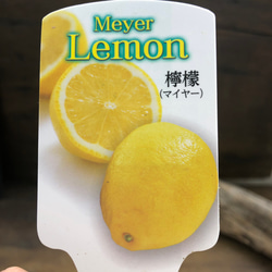 レモンの木♡檸檬♡3号♡マイヤーレモン♡ガーデニング 3枚目の画像