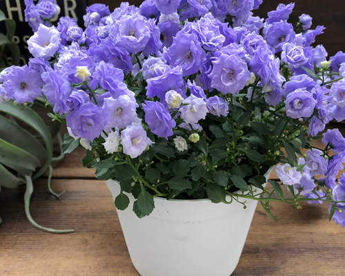 お花　父の日　寄せ植え　イングリッシュラベンダー　カンパヌラ　ブルーワンダー お花 父の日 寄せ植え イングリッシュラベンダー カンパヌラ ブルー