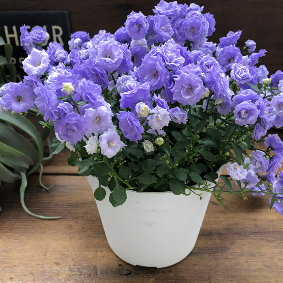 お花 父の日 寄せ植え イングリッシュラベンダー カンパヌラ ブルー