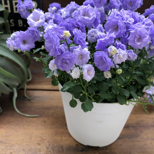 お花　父の日　寄せ植え　イングリッシュラベンダー　カンパヌラ　ブルーワンダー お花父の日寄せ植えイングリッシュラベンダーカンパヌラブルーワンダー