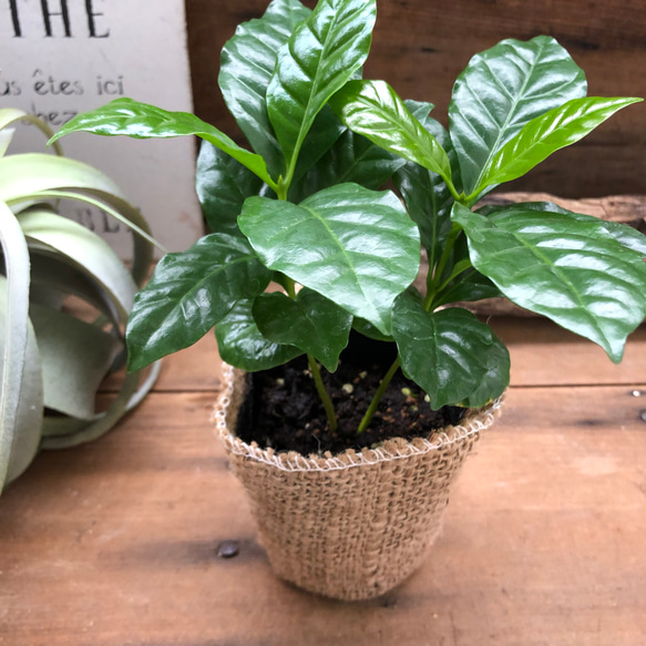 コーヒーの木♡艶やか葉っぱ♡観葉植物♡インテリア♡ 3枚目の画像