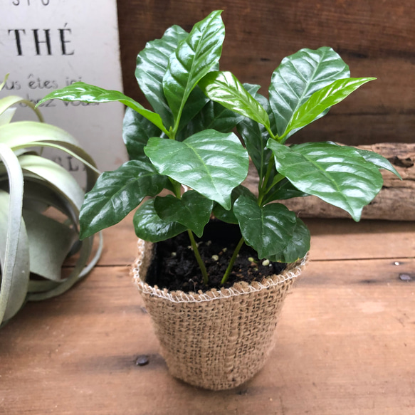 コーヒーの木♡艶やか葉っぱ♡観葉植物♡インテリア♡ 4枚目の画像