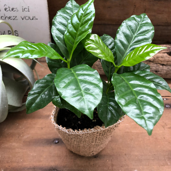 コーヒーの木♡艶やか葉っぱ♡観葉植物♡インテリア♡ 6枚目の画像