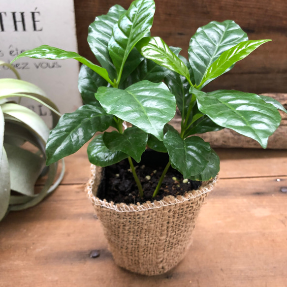 コーヒーの木♡艶やか葉っぱ♡観葉植物♡インテリア♡ 7枚目の画像