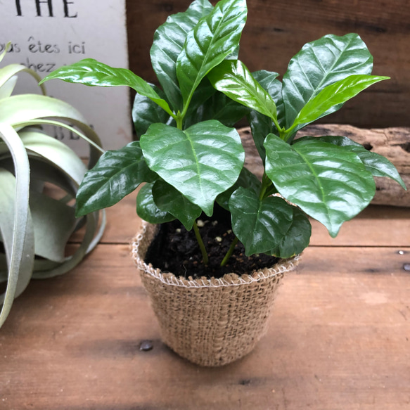 コーヒーの木♡艶やか葉っぱ♡観葉植物♡インテリア♡ 10枚目の画像