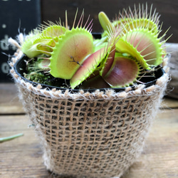 ハエトリ草♡大人気♡助かる♡食虫植物♡観葉植物♡インテリア 3枚目の画像