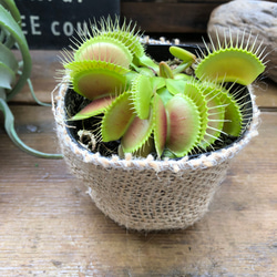 ハエトリ草♡大人気♡助かる♡食虫植物♡観葉植物♡インテリア 6枚目の画像