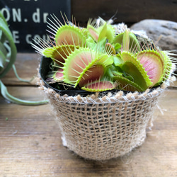 ハエトリ草♡大人気♡助かる♡食虫植物♡観葉植物♡インテリア 7枚目の画像