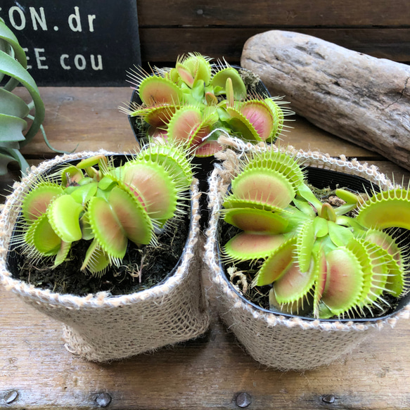 ハエトリ草♡大人気♡助かる♡食虫植物♡観葉植物♡インテリア 10枚目の画像