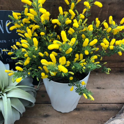 モニカ♡アカシアの苗♡ガーデニング♡大人気♡ミモザ プリザーブド