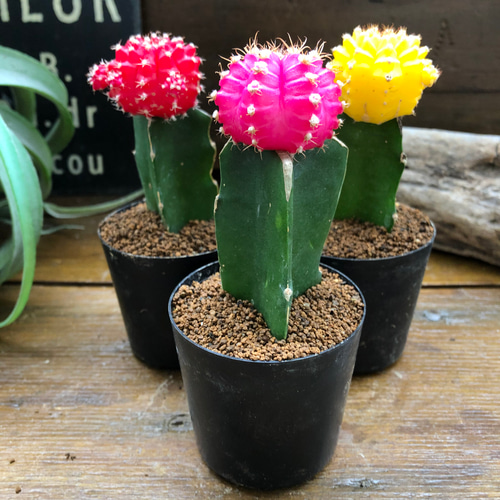 廃盤　新品　ジェリーキャット　緋牡丹　サボテン　観葉植物　植物　cactus 緋牡丹3色セット♡サボテン♡お得♡観葉植物♡カラフル アートフラワー