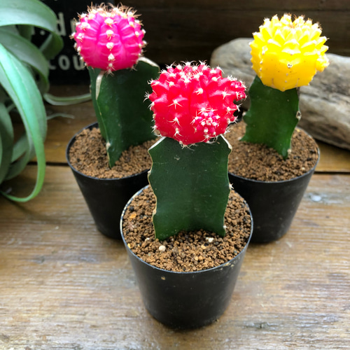 廃盤　新品　ジェリーキャット　緋牡丹　サボテン　観葉植物　植物　cactus JELLY CAT - 新作 新品 ジェリーキャット 緋牡丹 サボテン ムーン