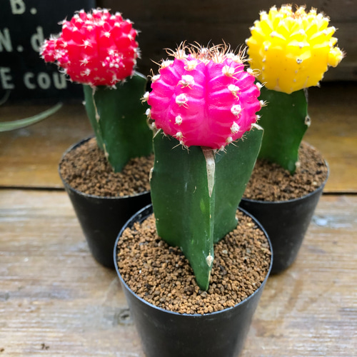 サボテンと人工花の装飾用植物 Amazon｜HGJH サボテン 多肉植物 造花 DIY 本物そっくり