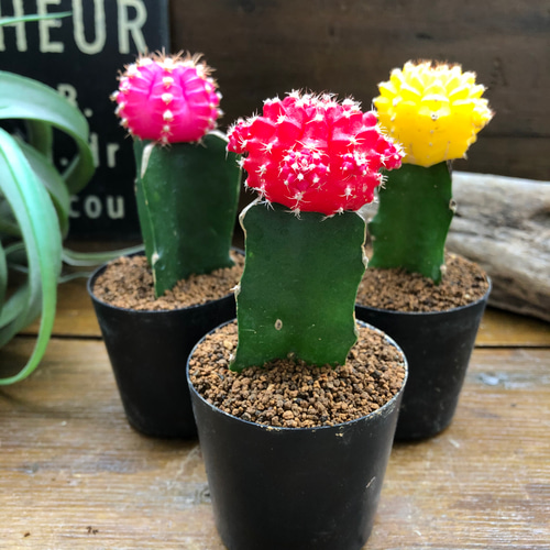 緋牡丹3色セット♡サボテン♡お得♡観葉植物♡カラフル アートフラワー