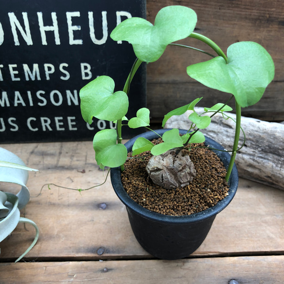 亀甲竜希少♡ハート型の葉っぱ♡塊根植物♡多肉植物♡アーチ アート