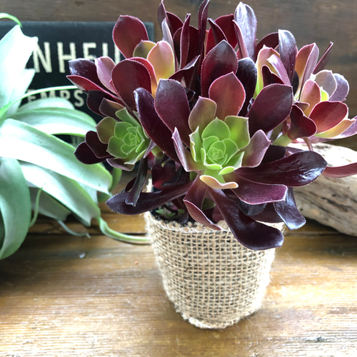 黒法師♡♡ベロア♡多肉植物♡アエオニウム♡ アートフラワー パリ