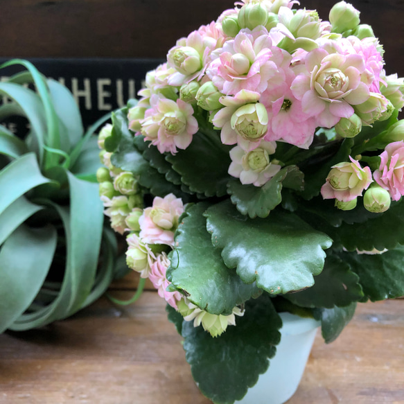 パリ♡ピンク♡カランコエ♡豪華な多肉植物♡ 5枚目の画像