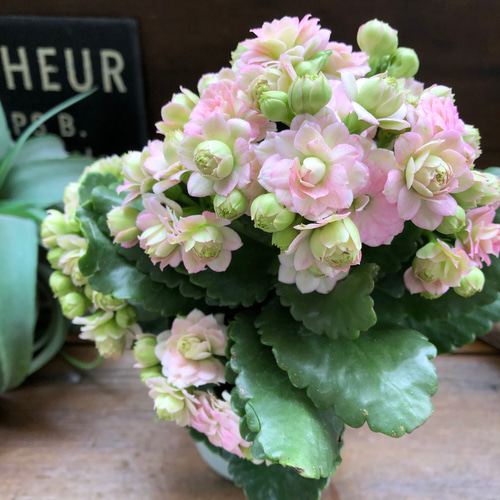 カランコエ ピンク花 肉厚葉 多肉植物のカランコエを育てて 愛らしい花を堪能しよう | 植物とあなた