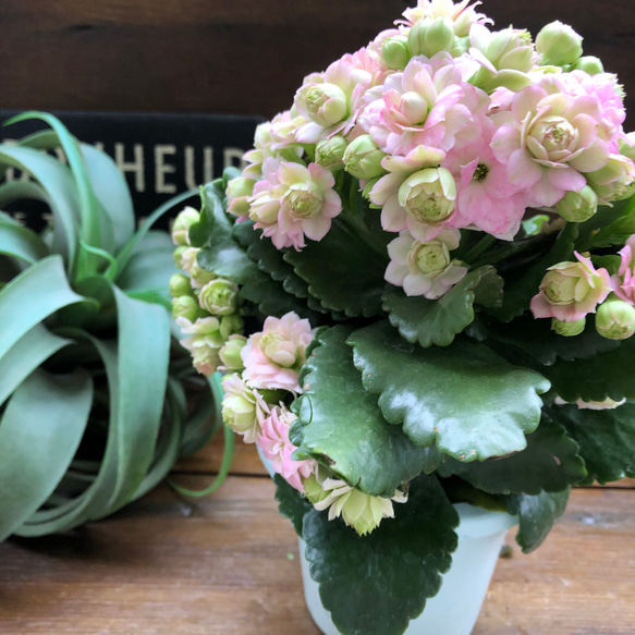 パリ♡ピンク♡カランコエ♡豪華な多肉植物♡ 8枚目の画像