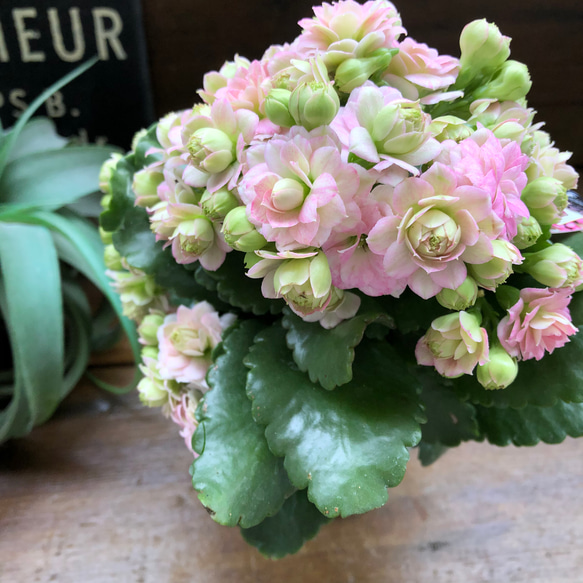 パリ♡ピンク♡カランコエ♡豪華な多肉植物♡ 10枚目の画像