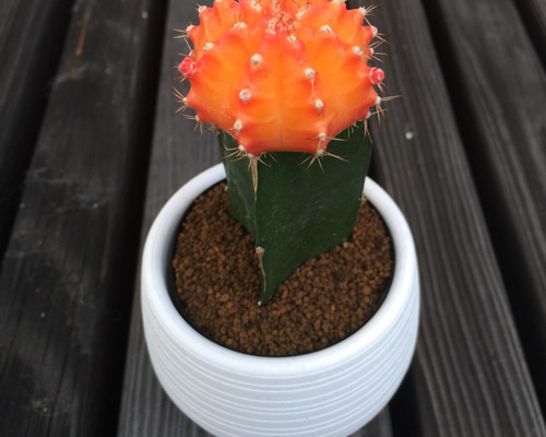 新色☆緋牡丹☆オレンジ☆サボテン☆ガーデニング☆多肉植物