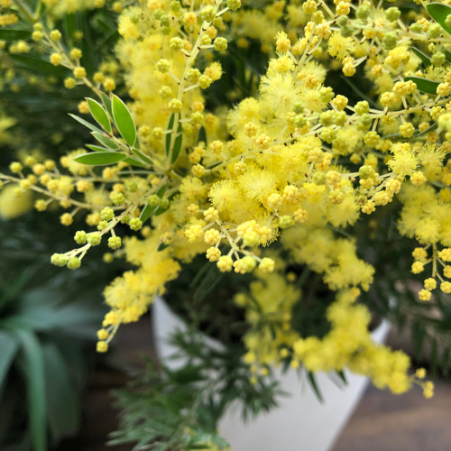 アカシア　ブルーブッシュ大苗　蕾付き　開花直前 ブルーブッシュ♡大苗♡アカシア♡シンボルツリーに♡観葉植物 アート