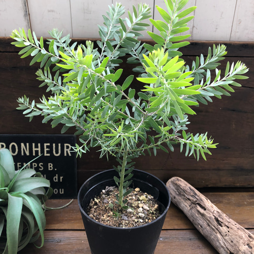 ブルーブッシュ♡大苗♡アカシア♡シンボルツリーに♡観葉植物 アート