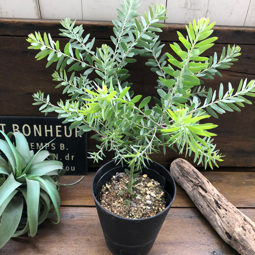 ブルーブッシュ♡大苗♡アカシア♡シンボルツリーに♡観葉植物 アート