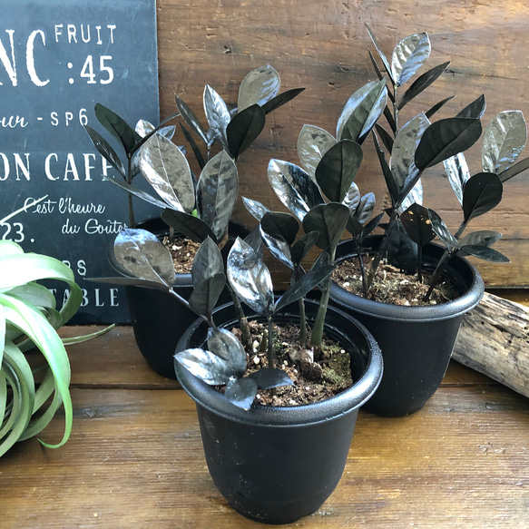 a*i様 ザミオクルカスレイヴン　1メートル以上　10号サイズ　超大型　超希少 a*i様 ザミオクルカスレイヴン 1メートル以上 10号サイズ 超大型