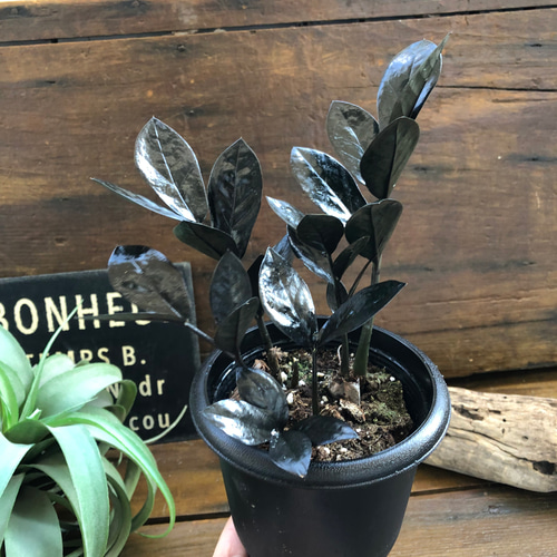 ザミオクルカス レイヴン | 株式会社ハクサン｜花や植物、園芸
