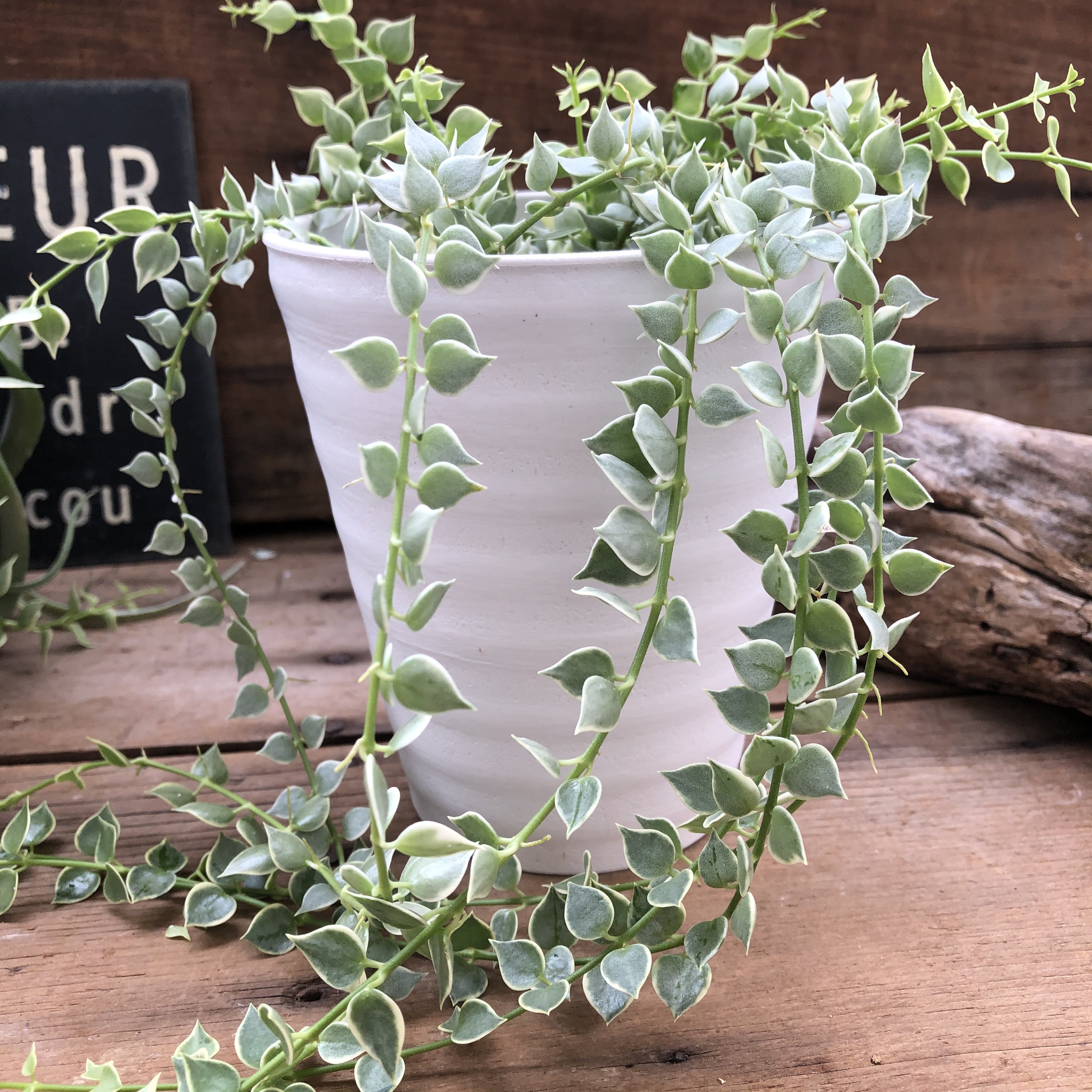 希少　ハートの葉　フィカス　1m 90cm 希少 ハートの葉 フィカス 1m 90cm