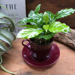 コーヒーカップ♡コーヒーカップ付き♡コーヒーの木♡観葉植物♡インテリア 2枚目の画像