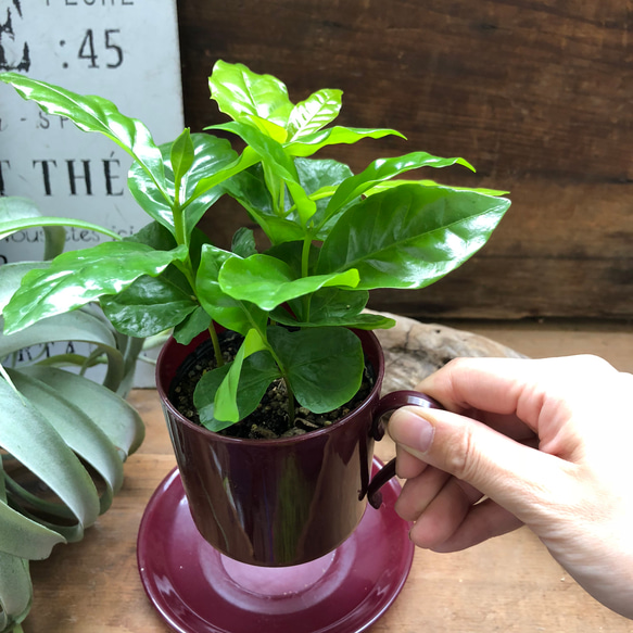 コーヒーカップ♡コーヒーカップ付き♡コーヒーの木♡観葉植物♡インテリア 3枚目の画像