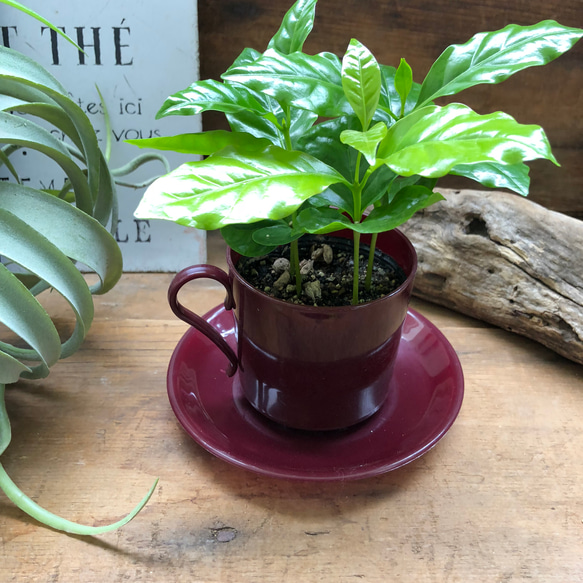 コーヒーカップ♡コーヒーカップ付き♡コーヒーの木♡観葉植物♡インテリア 4枚目の画像