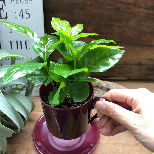 コーヒーカップ♡コーヒーカップ付き♡コーヒーの木♡観葉植物♡インテリア 8枚目の画像