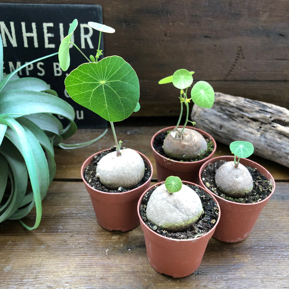 超希少♡ステファニア♡ピメレイ♡塊根植物♡ 10枚目の画像