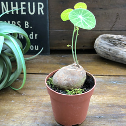 超希少♡ステファニア♡ピメレイ♡塊根植物♡ 3枚目の画像