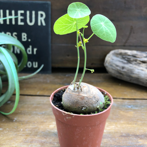 超希少♡ステファニア♡ピメレイ♡塊根植物♡ 5枚目の画像