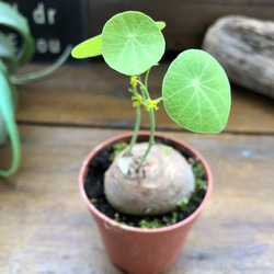 超希少♡ステファニア♡ピメレイ♡塊根植物♡ 9枚目の画像