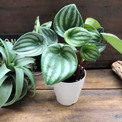 スイカぺぺ♡サンデルシー♡ぺぺロミア♡観葉植物♡ 5枚目の画像