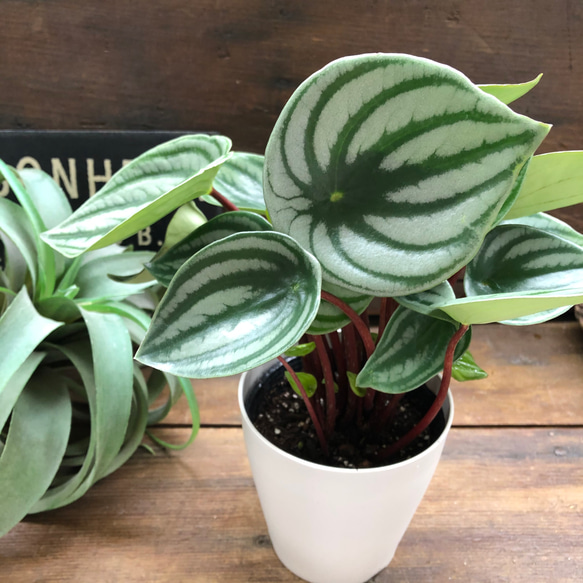 スイカぺぺ♡サンデルシー♡ぺぺロミア♡観葉植物♡ 8枚目の画像