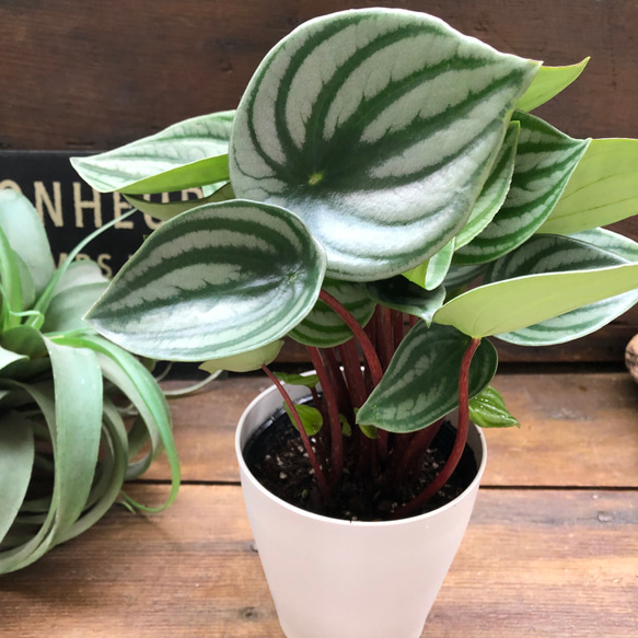 スイカぺぺ♡サンデルシー♡ぺぺロミア♡観葉植物♡ 9枚目の画像